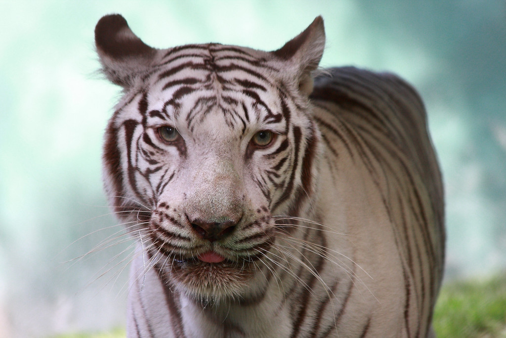 IMAGE: http://funhouse69.smugmug.com/photos/413021991_UHNv6-XL.jpg