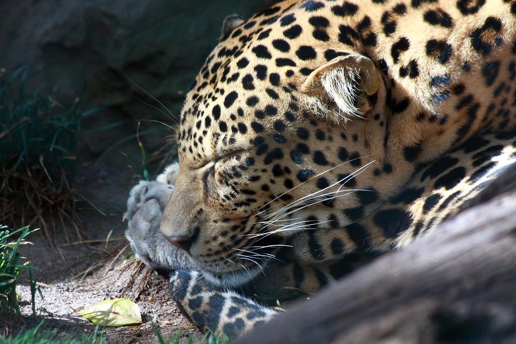 IMAGE: http://funhouse69.smugmug.com/photos/413028412_dPyv3-XL.jpg