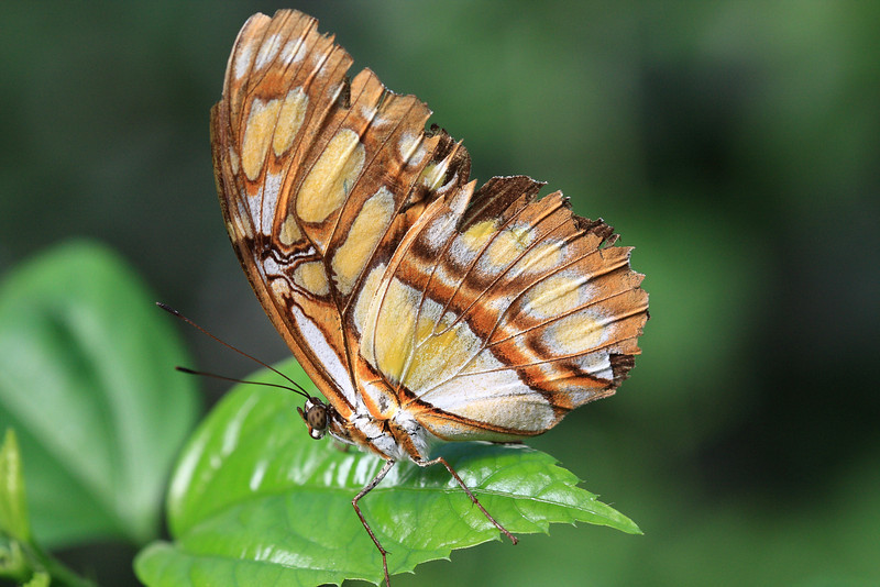 IMAGE: http://funhouse69.smugmug.com/photos/423427821_rRWKK-L.jpg