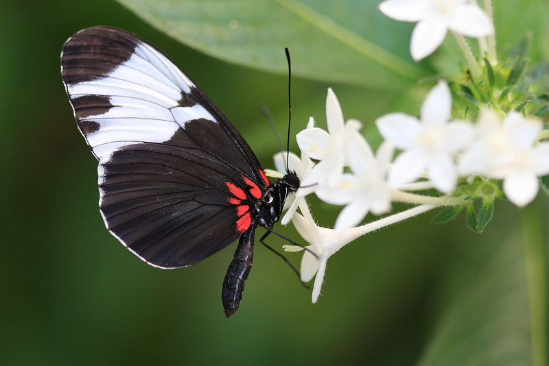 IMAGE: http://funhouse69.smugmug.com/photos/423435776_CDWwK-L.jpg