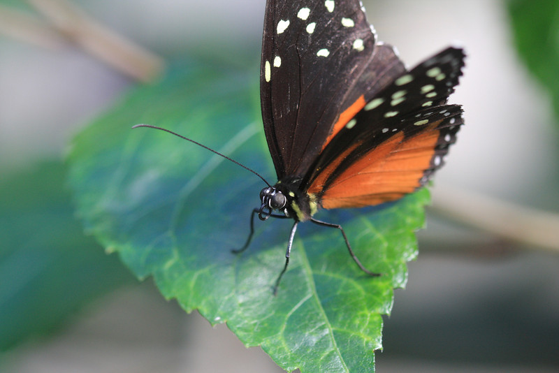 IMAGE: http://funhouse69.smugmug.com/photos/423439719_bNKij-L.jpg