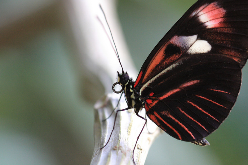 IMAGE: http://funhouse69.smugmug.com/photos/423448897_kiG8E-L.jpg