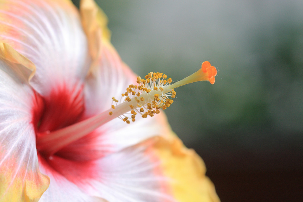 IMAGE: http://funhouse69.smugmug.com/photos/448425751_sMFpb-XL.jpg