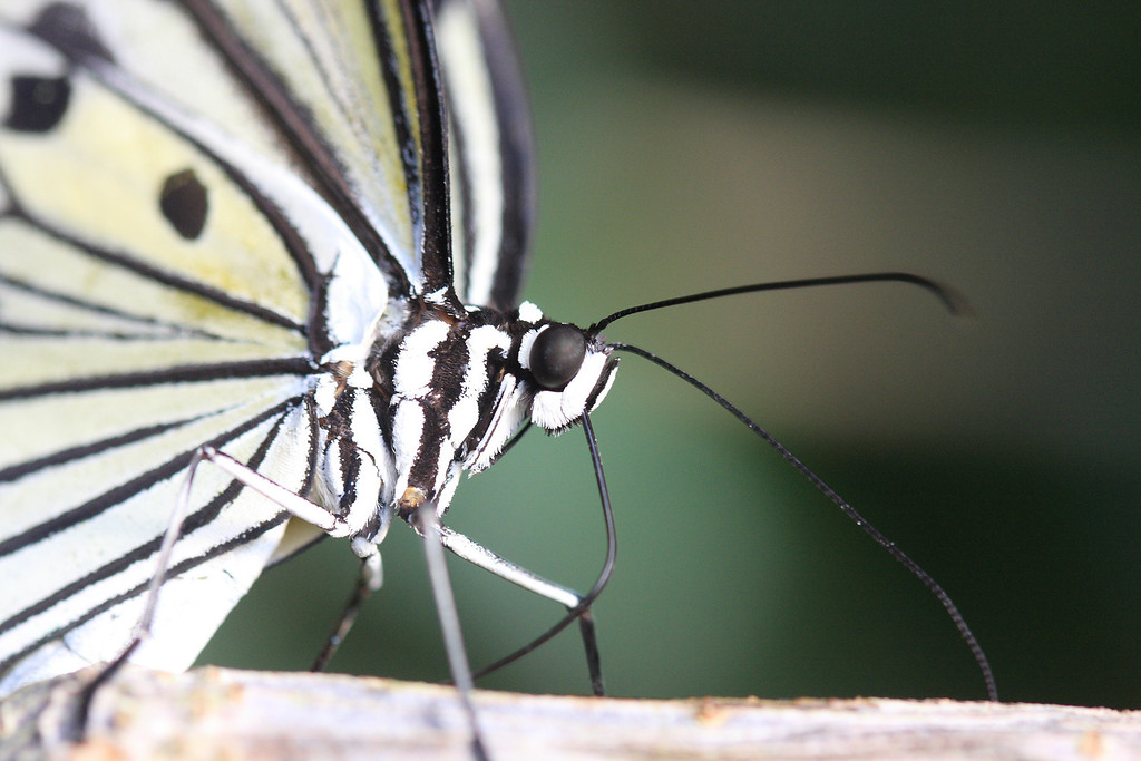 IMAGE: http://funhouse69.smugmug.com/photos/448426195_tzWxW-XL.jpg