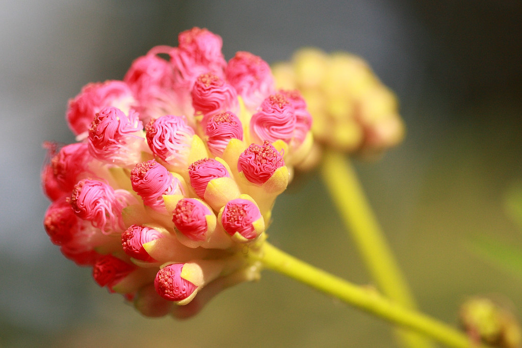 IMAGE: http://funhouse69.smugmug.com/photos/448433849_DLdfV-XL.jpg