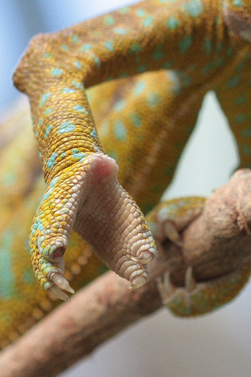 IMAGE: http://funhouse69.smugmug.com/photos/448434609_evt2v-XL.jpg