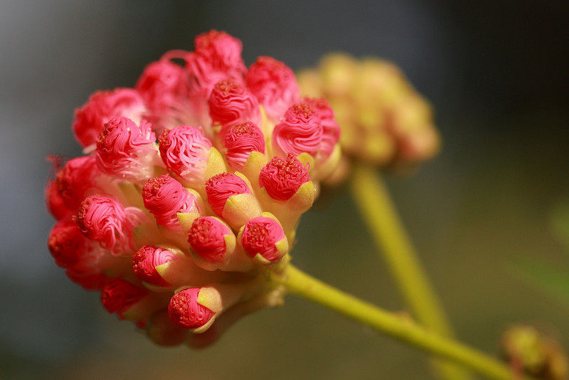 IMAGE: http://funhouse69.smugmug.com/photos/454545083_2Ss5C-L.jpg