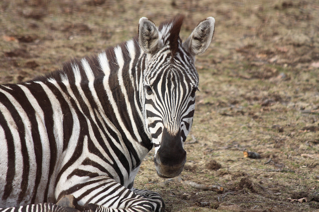 IMAGE: http://funhouse69.smugmug.com/photos/487366500_hL3Kd-XL.jpg