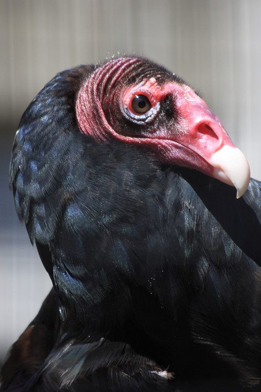 IMAGE: http://funhouse69.smugmug.com/photos/509069140_zXh5y-XL.jpg