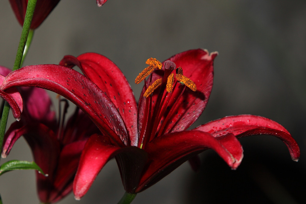 IMAGE: http://funhouse69.smugmug.com/photos/572380789_zvz8A-XL.jpg