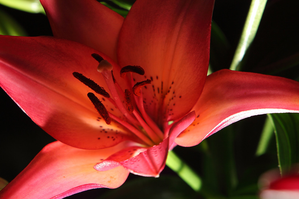 IMAGE: http://funhouse69.smugmug.com/photos/572381514_6R9BA-XL.jpg