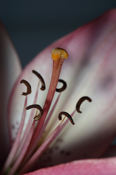 IMAGE: http://funhouse69.smugmug.com/photos/589273729_jq2m8-L.jpg