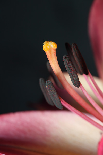 IMAGE: http://funhouse69.smugmug.com/photos/589274354_Wukyc-L.jpg